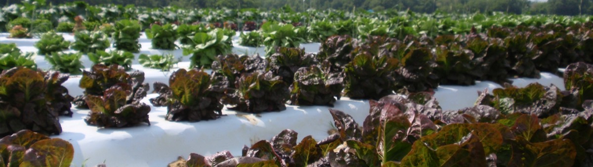 Lettuce Growing in Fields